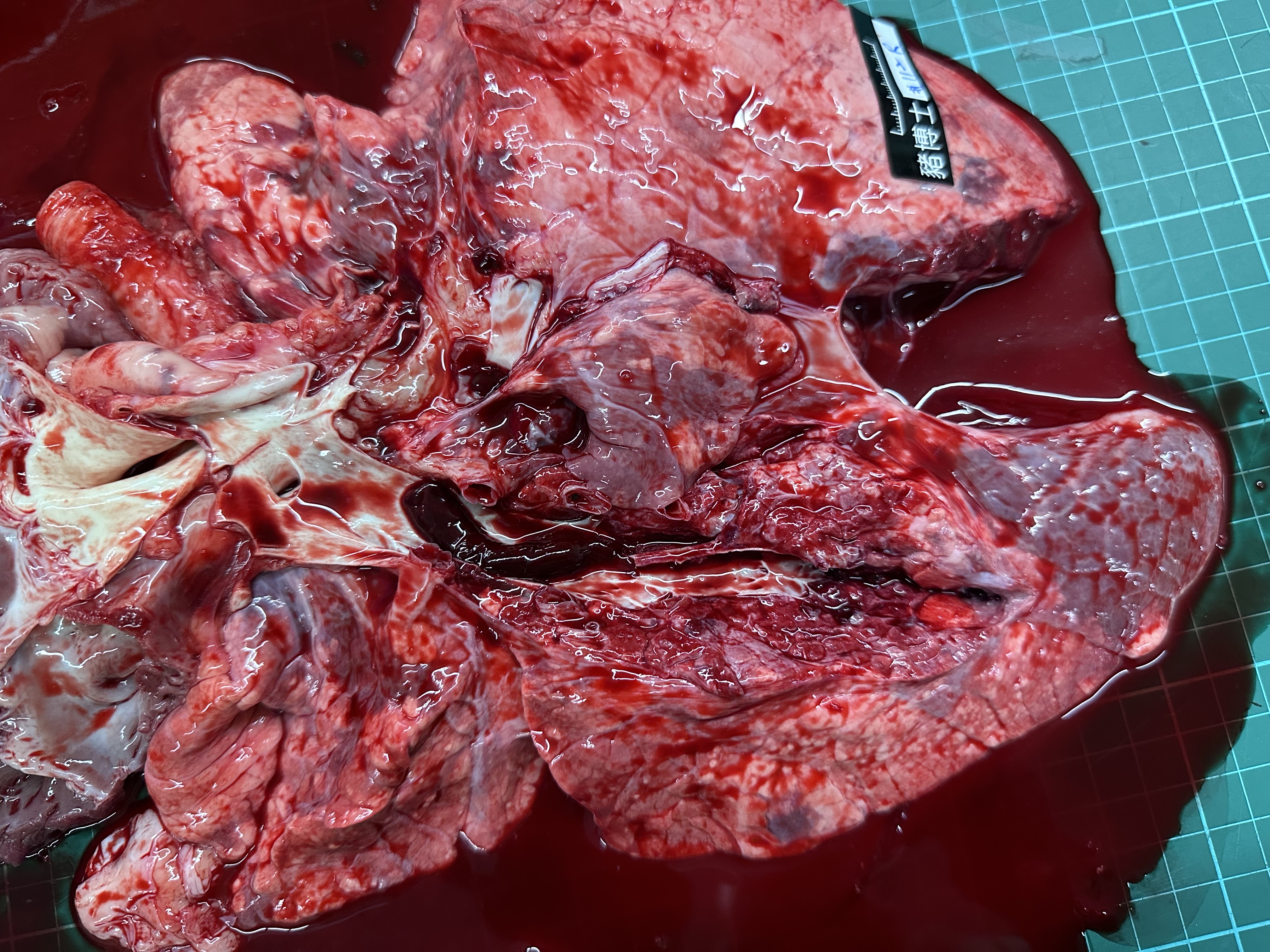 Porcine Pulmonary Photo