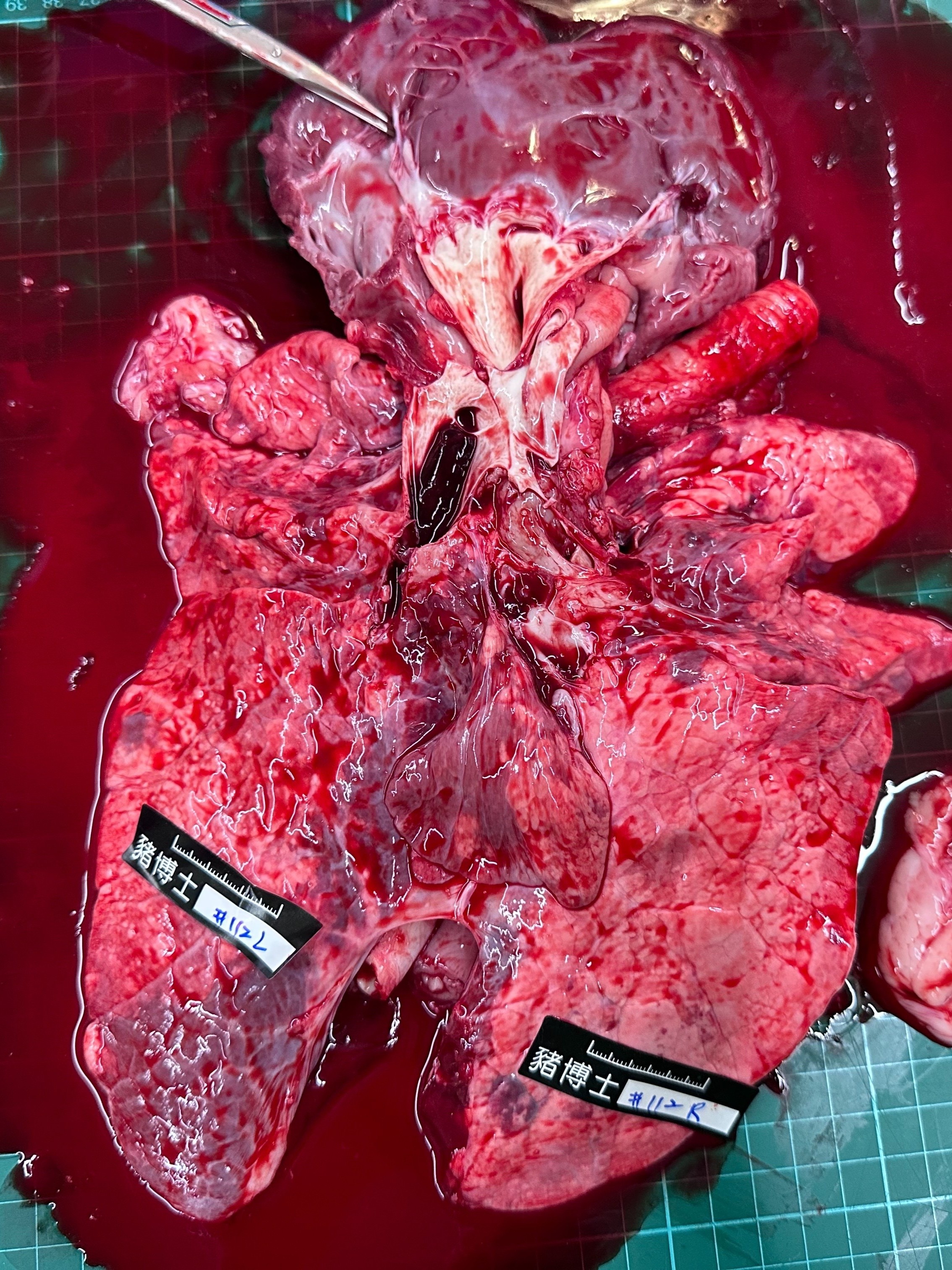 Porcine Experiment 2